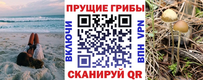 закладка  Елабуга  Галлюциногенные грибы Psilocybine cubensis 